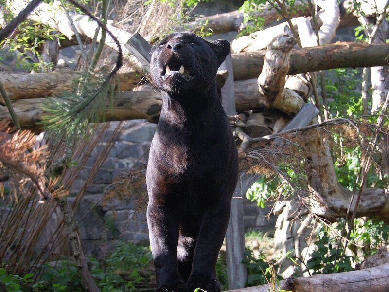 Black panther in natural enclosure