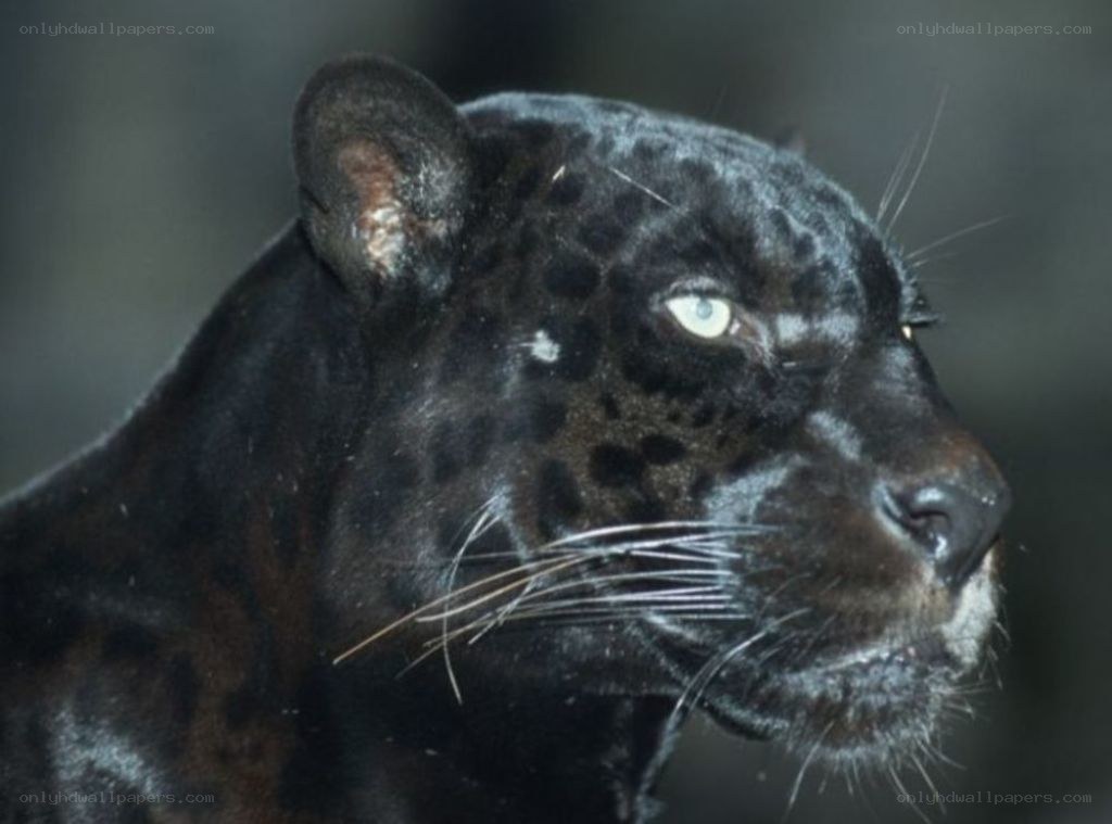 black panther in profile
