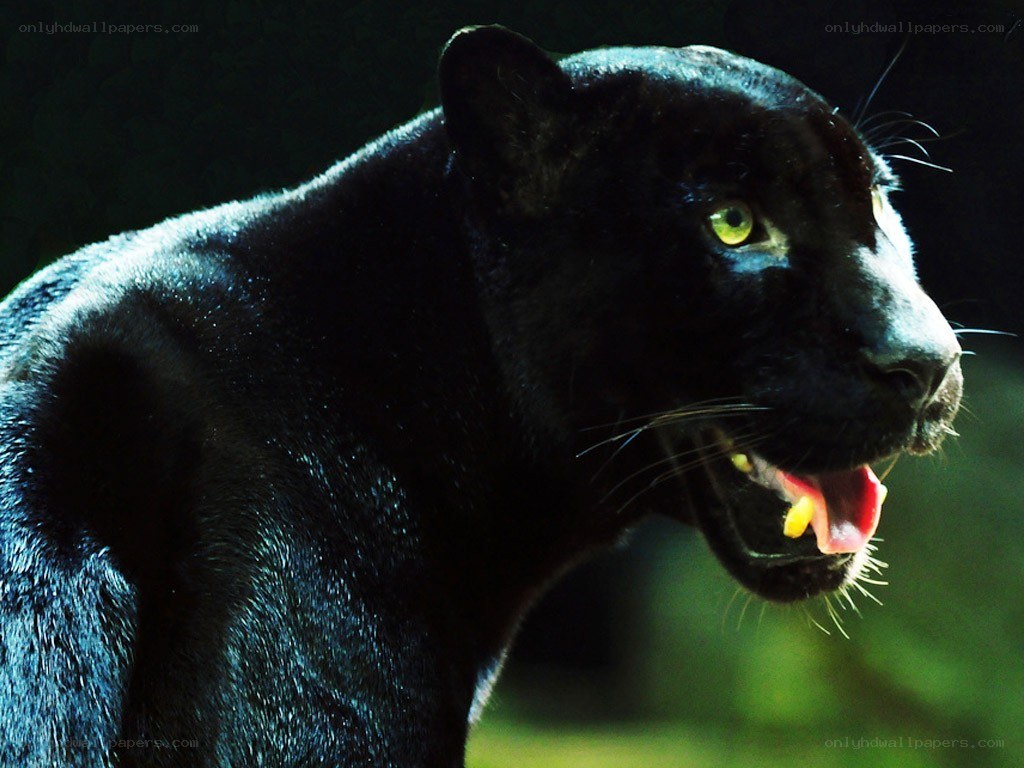 Black panther in profile