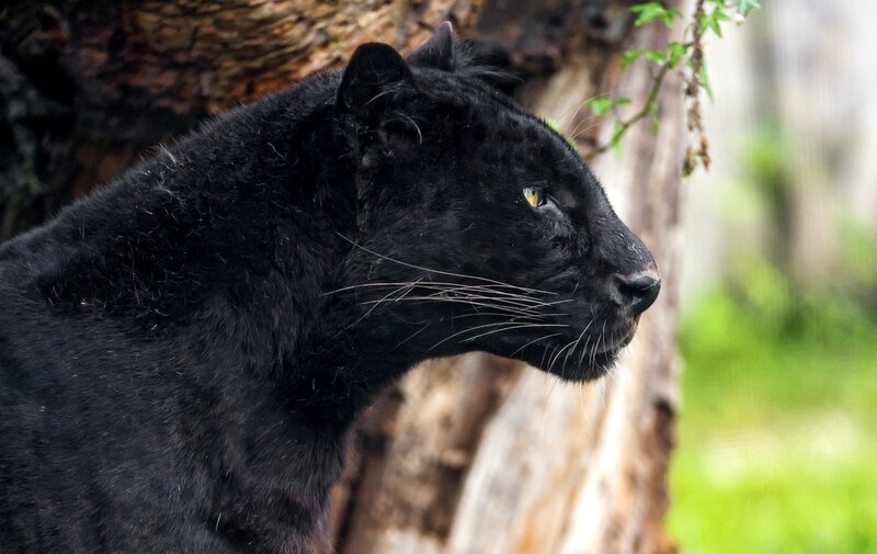 Black Panther in Profile — Alert