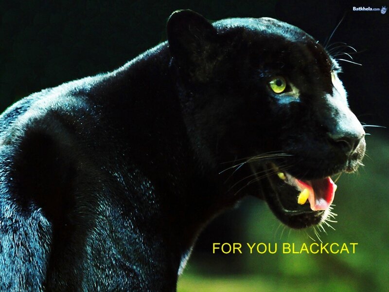 Black Panther in Profile — Dramatic, Night