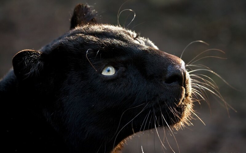 Black Panther in Profile — Dramatic, Sunset, Photograph, Eye