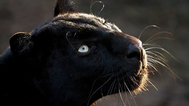 Black Panther in Profile — Dramatic, Sunset, Photograph, Eye, Whiskers