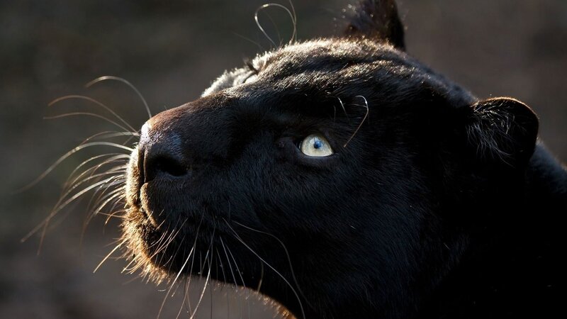 Black Panther in Profile — Dramatic, Sunset, Photograph