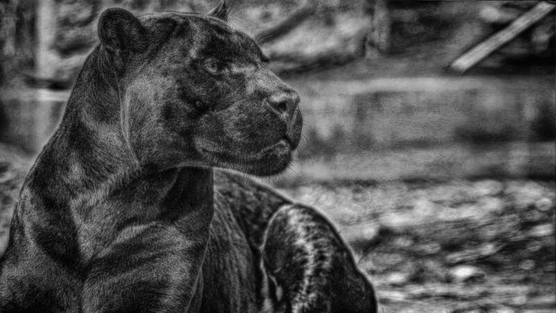 Black Panther in Profile — Serious