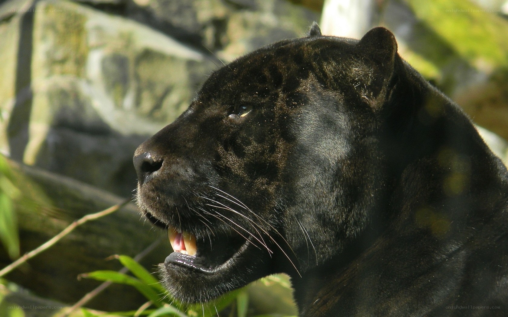 black panther in profile