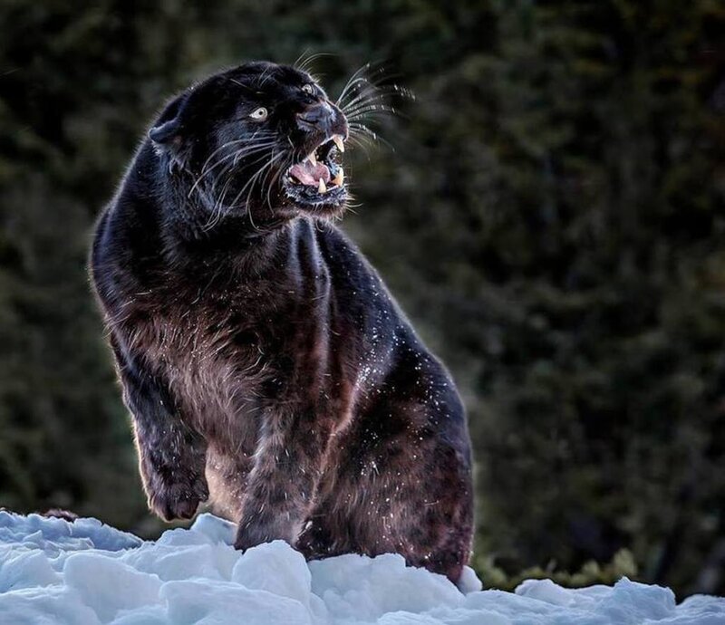 Black Panther in Snow — Aggressive, Winter, Photograph, Trees
