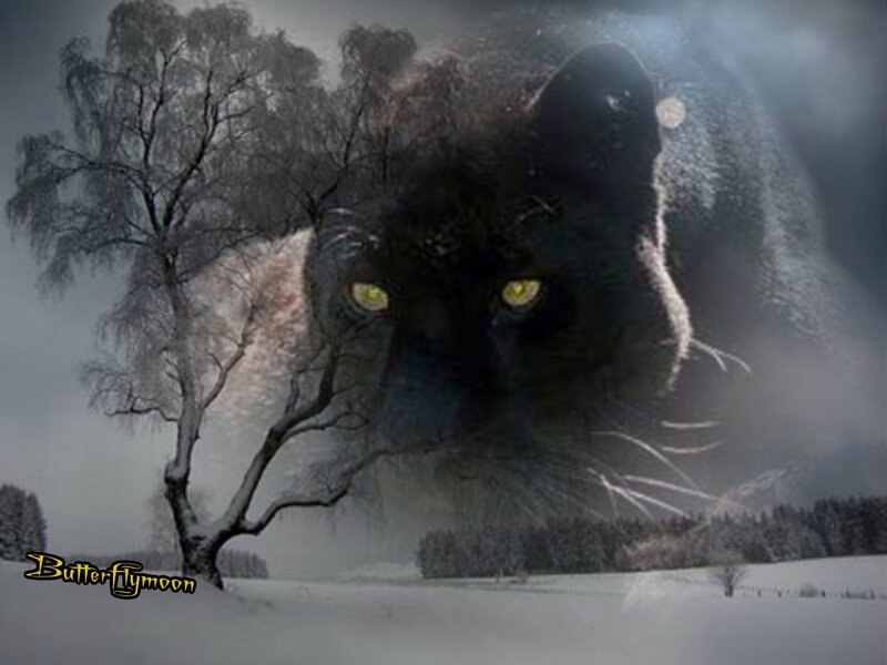 Black Panther in Snow — Dramatic