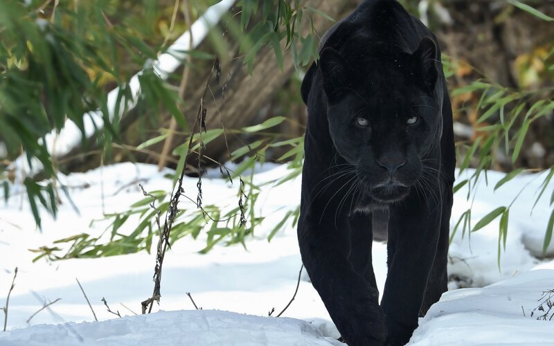 Black Panther in Snow — Intense