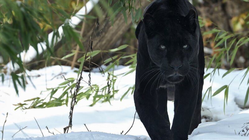 Black Panther in Snow — Intense, Winter