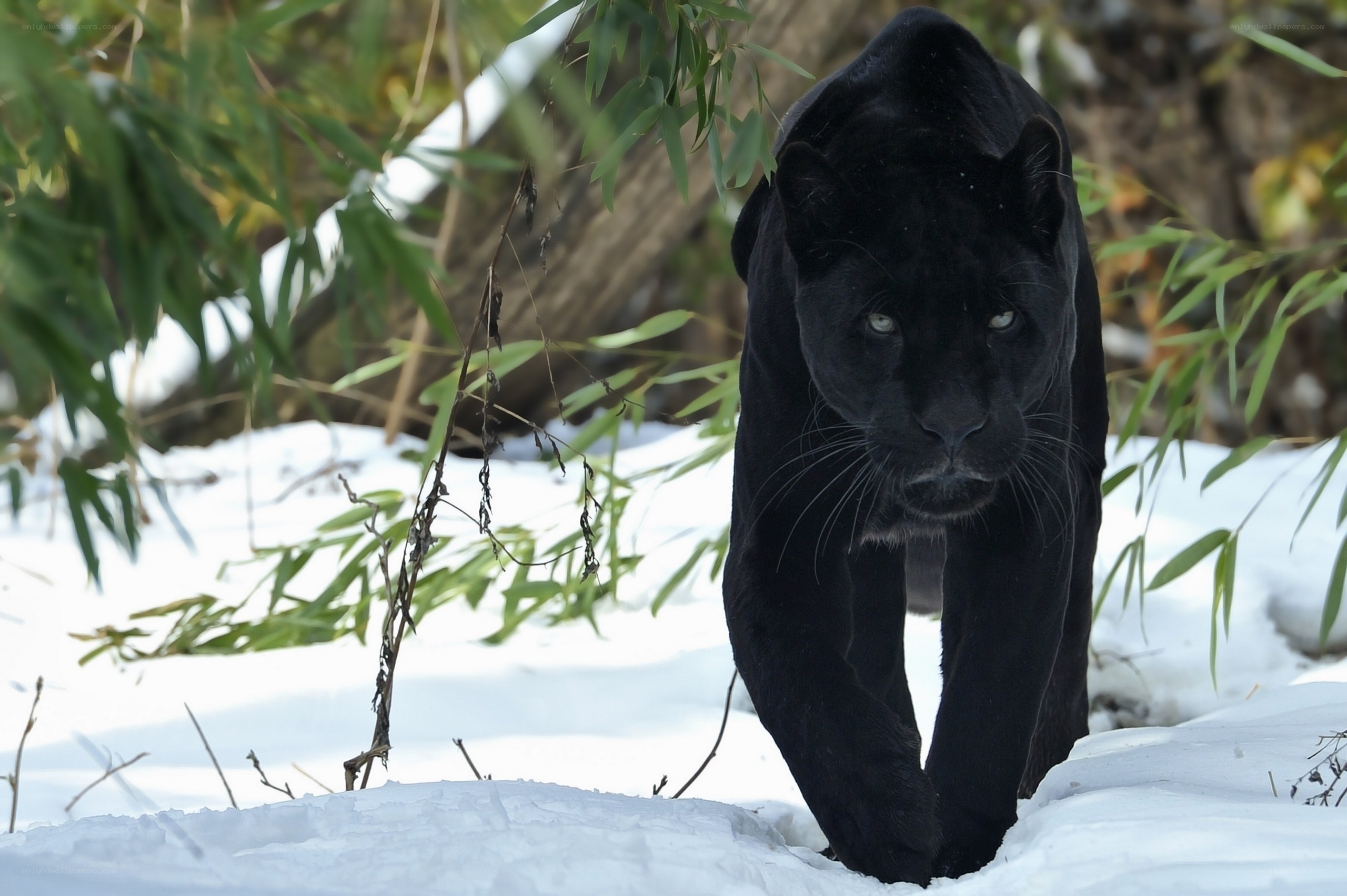 Black panther in snowy forest