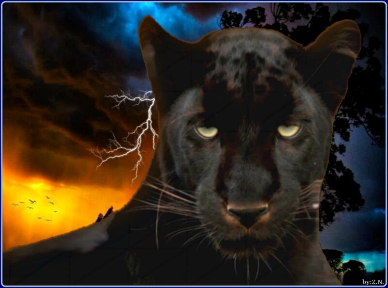 Black Panther in Storm