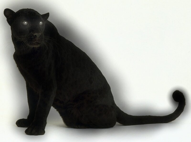 black panther in studio