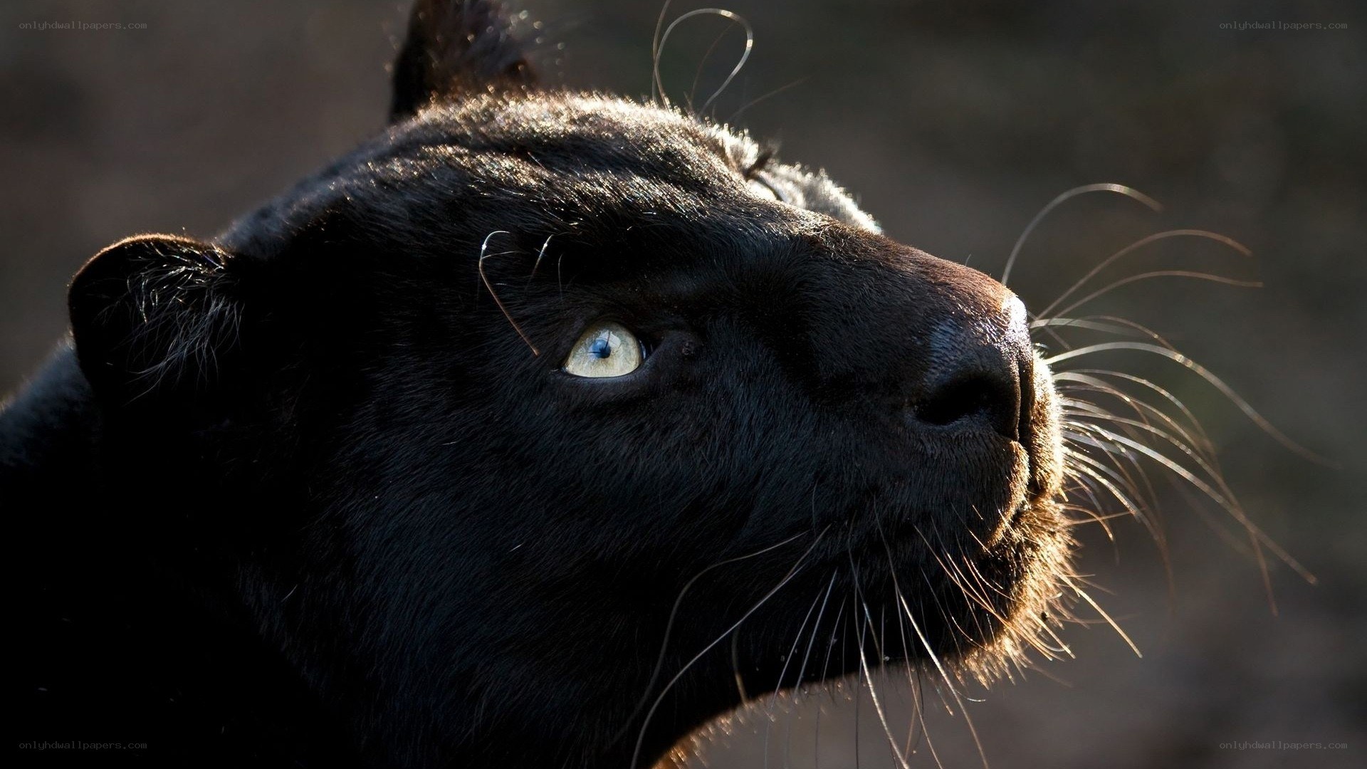 black panther in sunlight