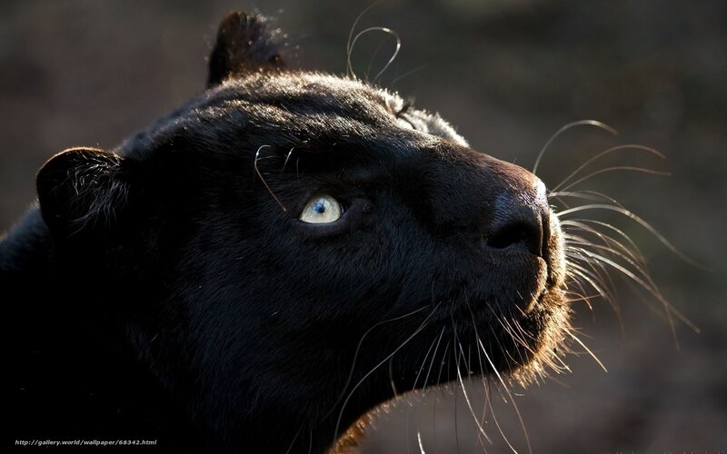 black panther in sunlight