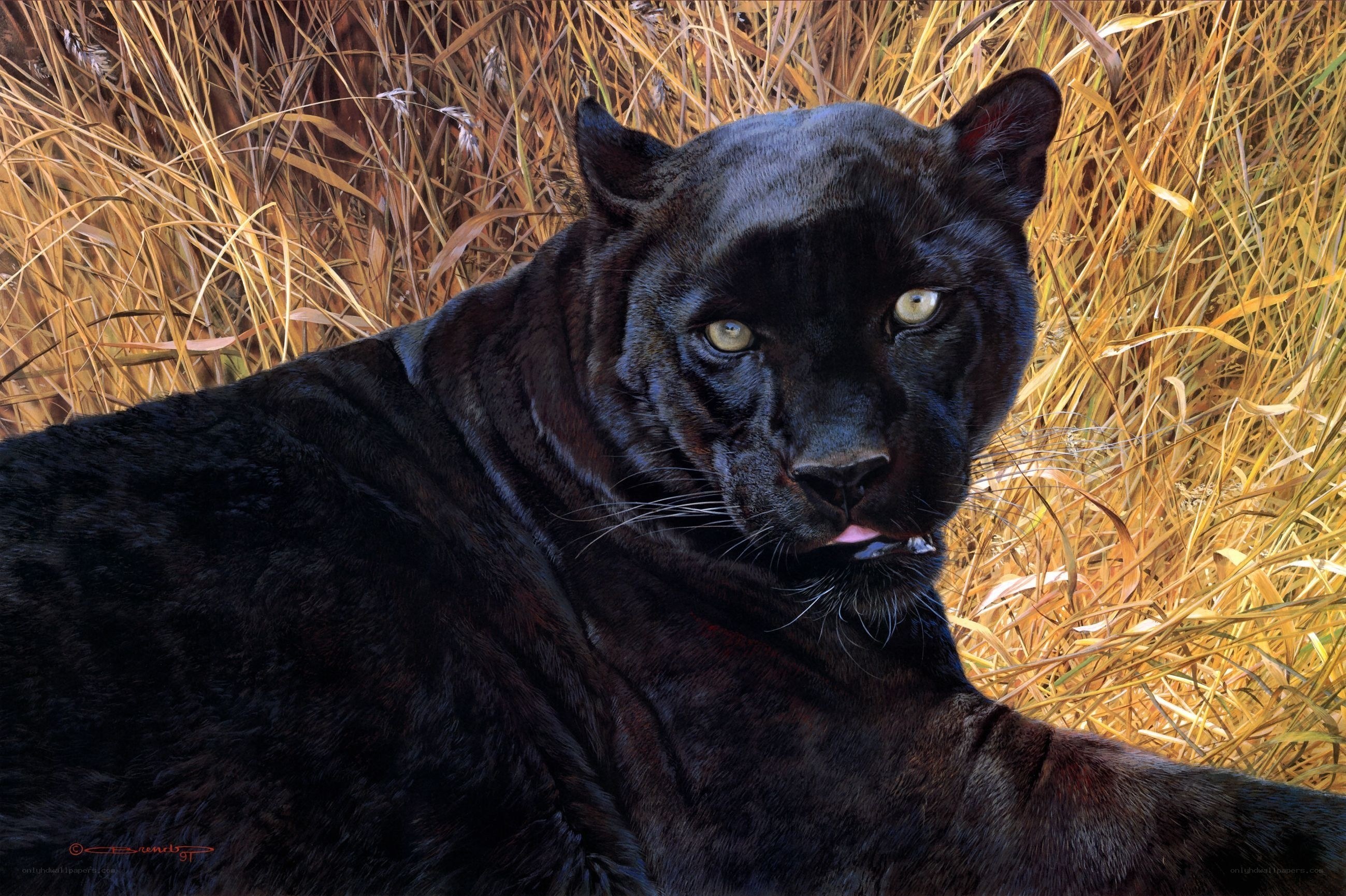 Black panther in tall grass