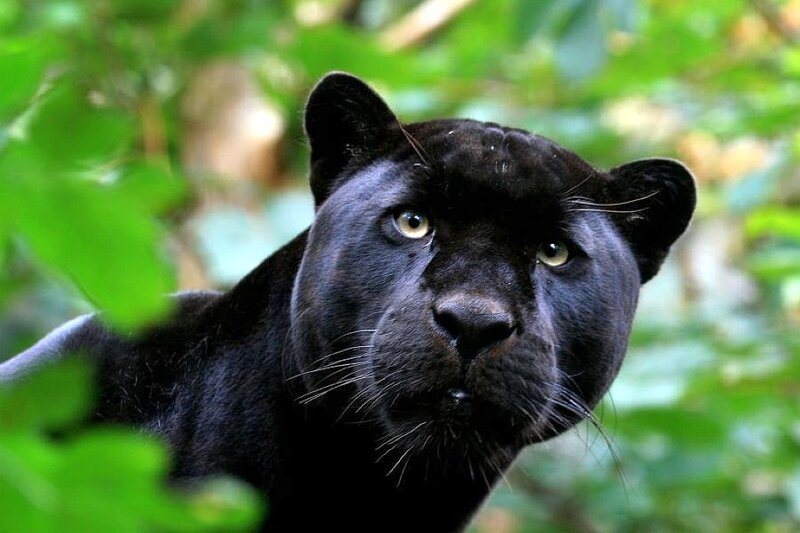 Black panther in the forest