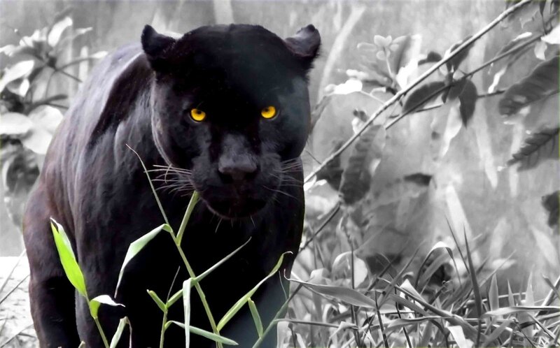 Black panther in the wild