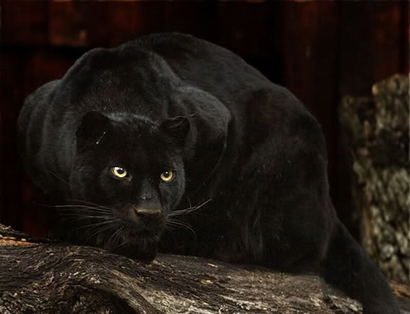 black panther in the wild