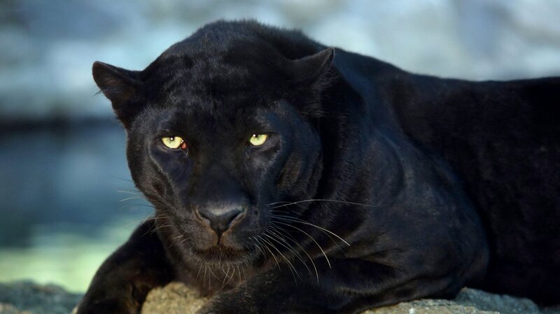 black panther in the wild