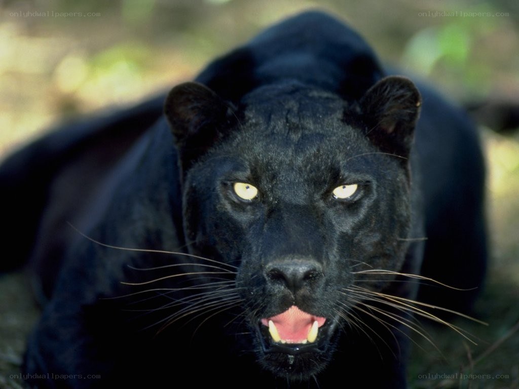 Black panther in the wild