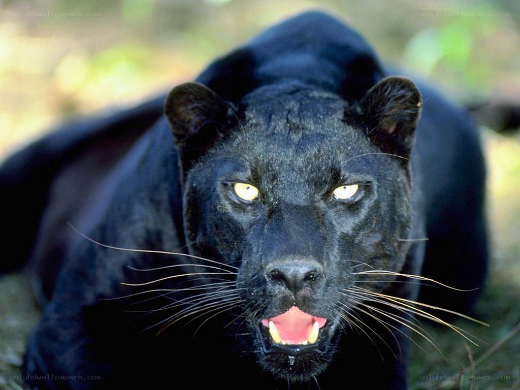 Black panther in the wild