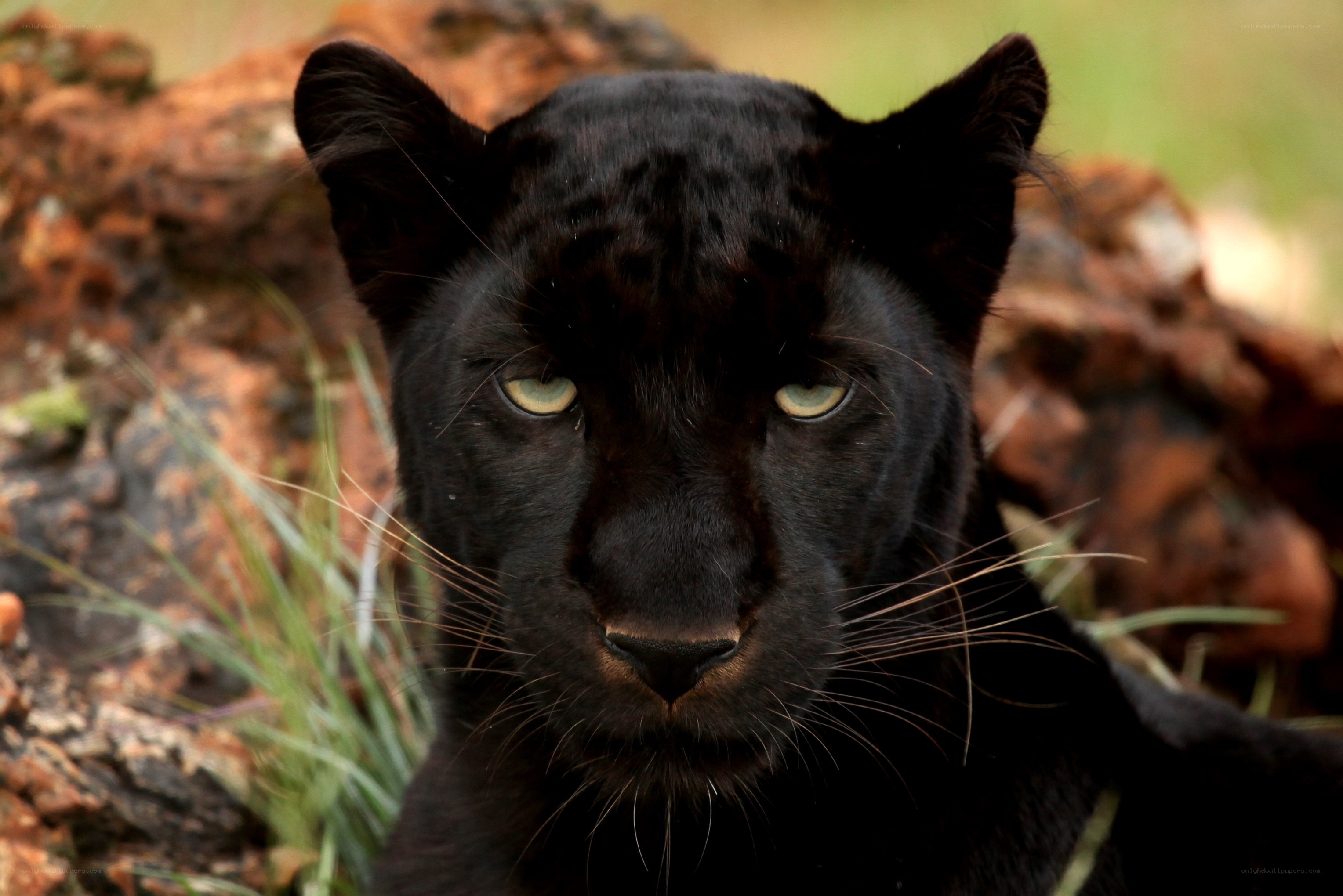 black panther in the wild