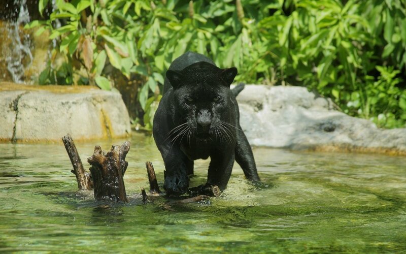 Black Panther in Water — Green