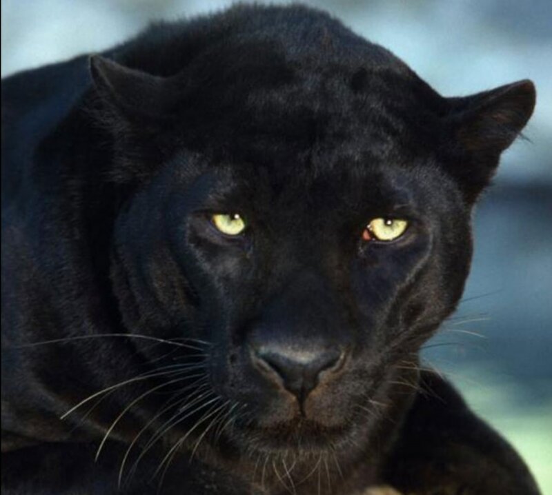Black Panther — Intense, Photograph, Eyes