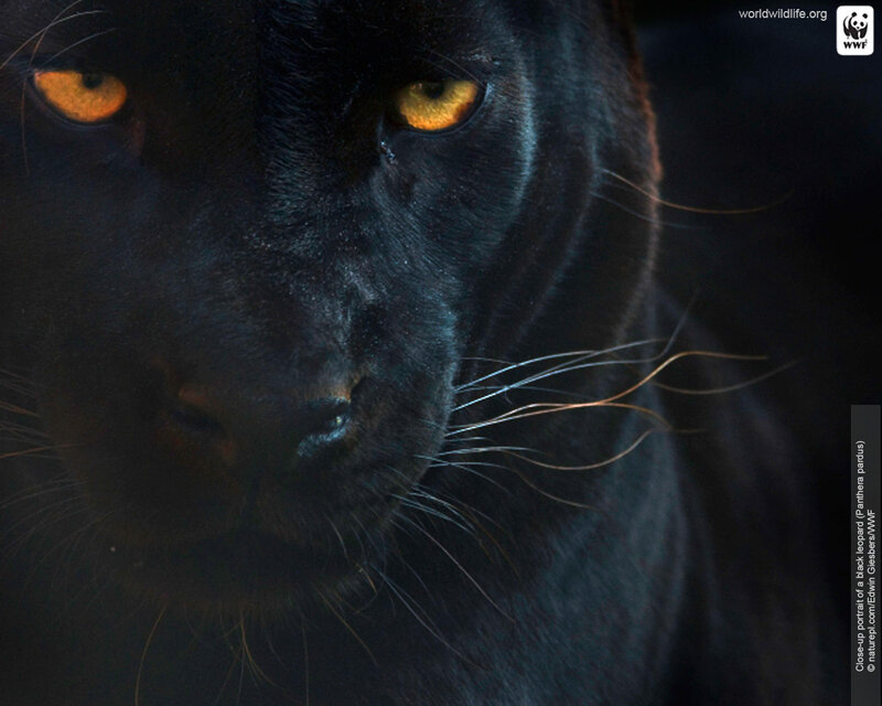 Black Panther — Intense, Photograph, Eyes, Whiskers, Wwf Logo