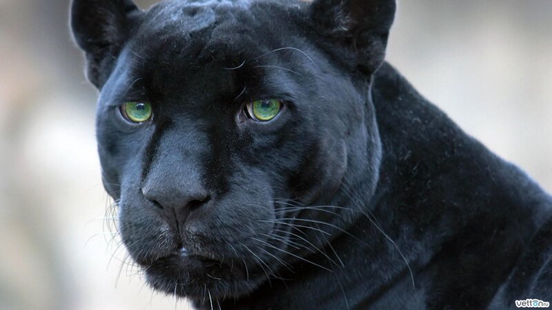 Black Panther — Intense, Photograph, Green Eyes