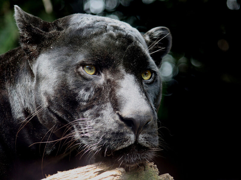 Black Panther — Intense, Photograph, Log