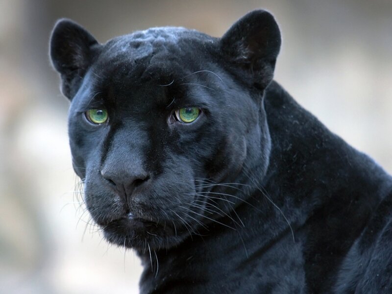 Black Panther — Intense, Photograph