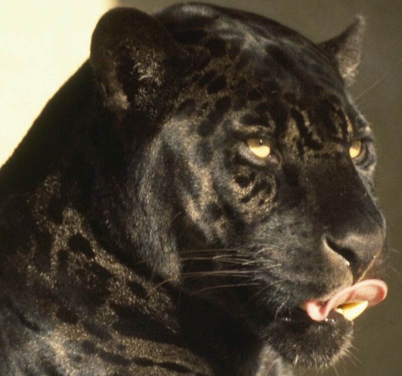 Black Panther — Intense, Photograph, Tongue