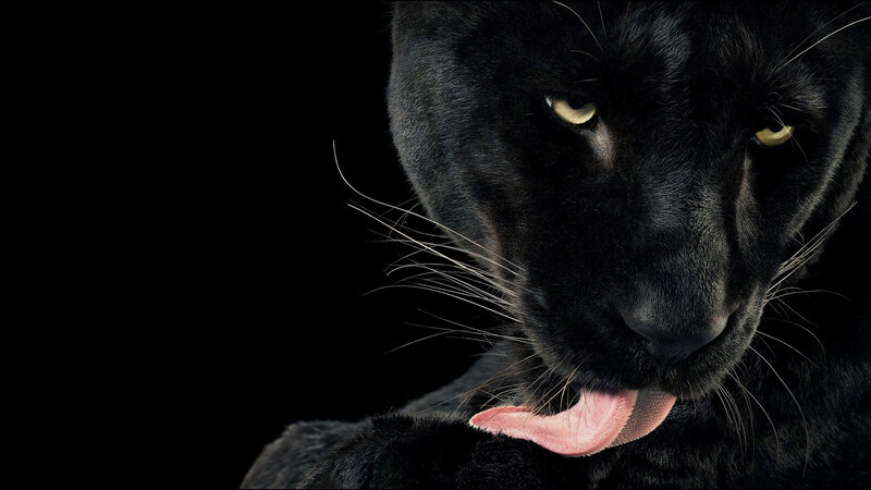 Black Panther Licking — Intense