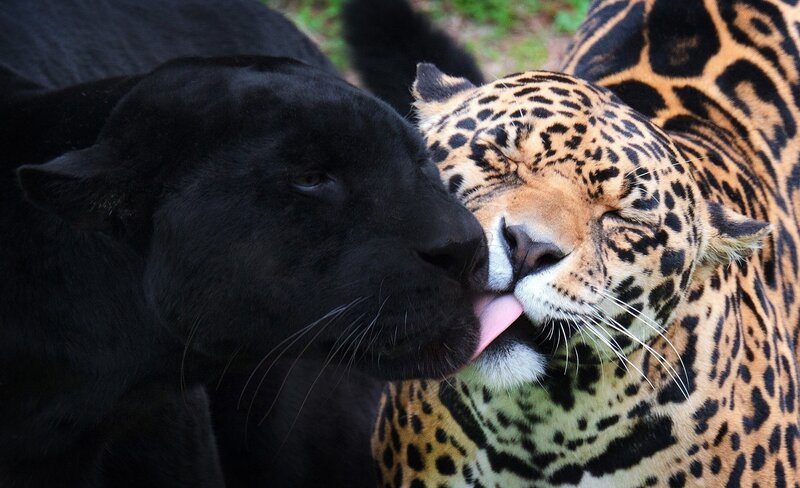 Black Panther Licking Jaguar — Affectionate