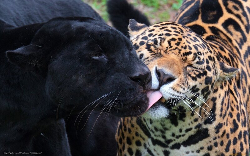 Black panther licking jaguar