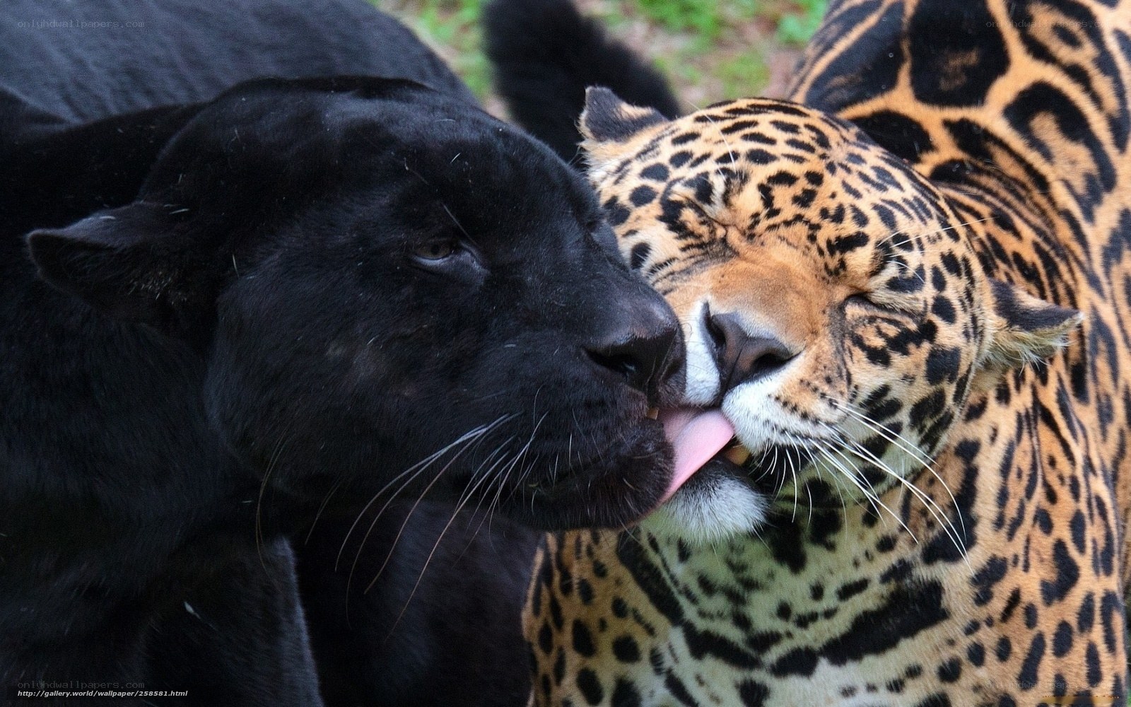 Black panther licking jaguar