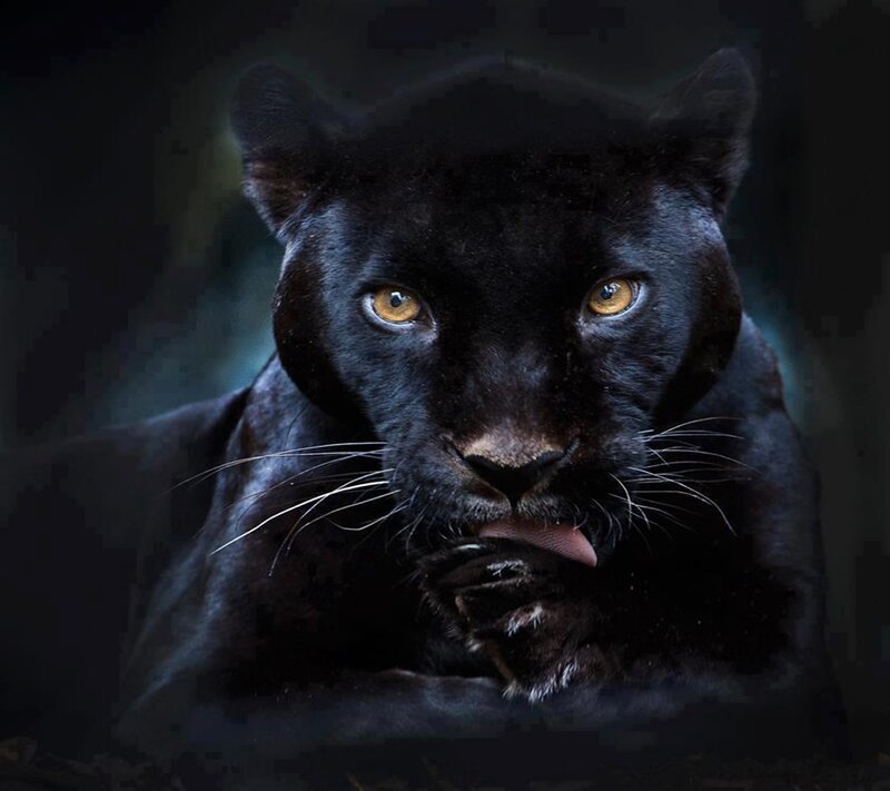 Black Panther Licking Paw — Intense, Photograph