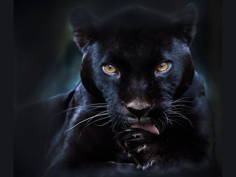 Black Panther Licking Paw — Intense