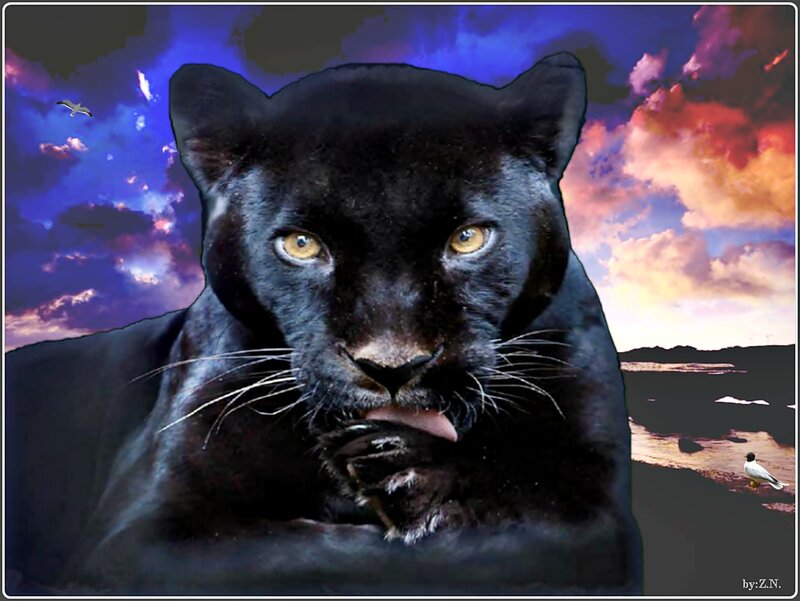 Black Panther Licking Paw