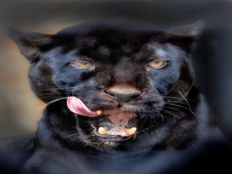 Black Panther Licking