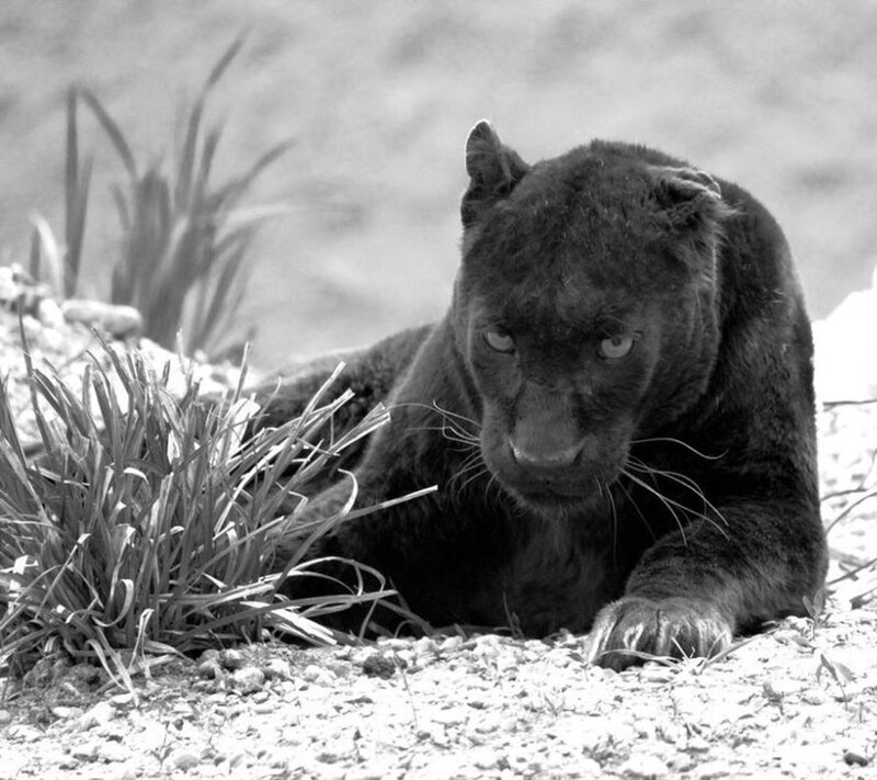 Black Panther Lying — Alert