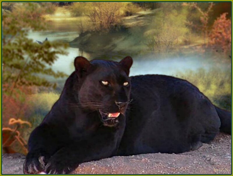 Black Panther Lying — Calm