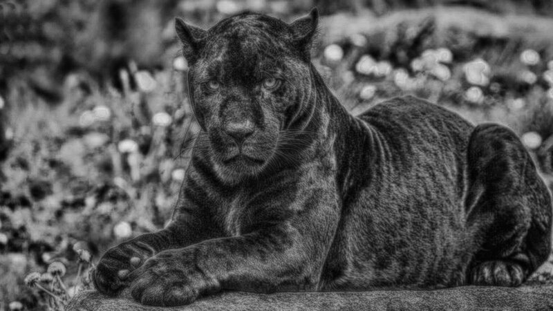 Black Panther Lying Down — Calm, Photograph, Grass