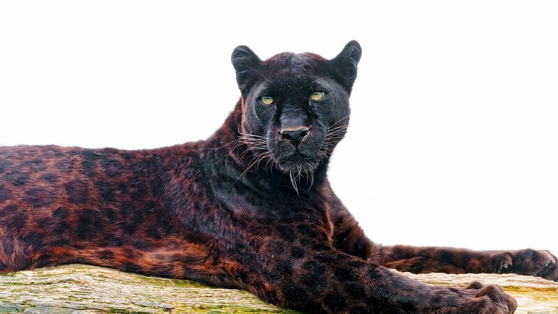 Black Panther Lying Down — Calm, Photograph, Log