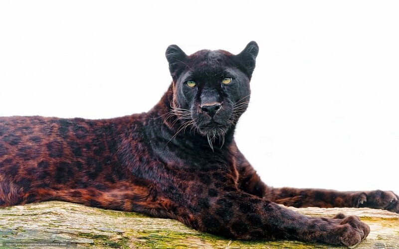 Black Panther Lying Down — Calm, Photograph, Log, White Background