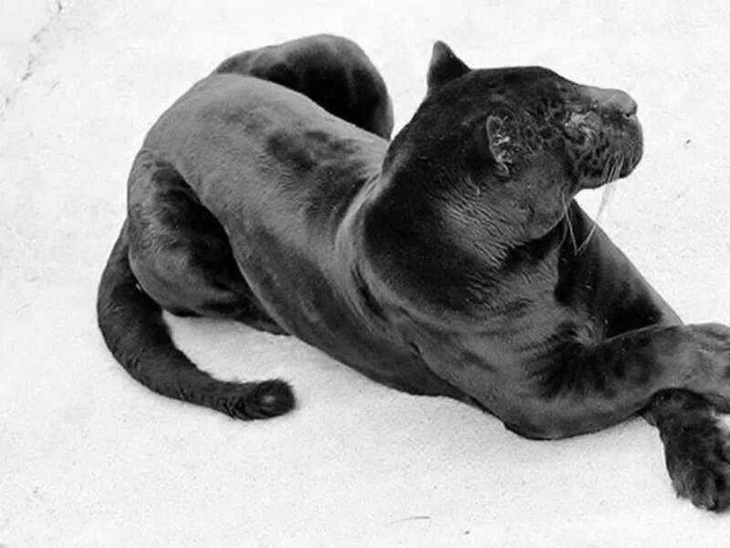 Black Panther Lying Down — Calm, Photograph, Sand