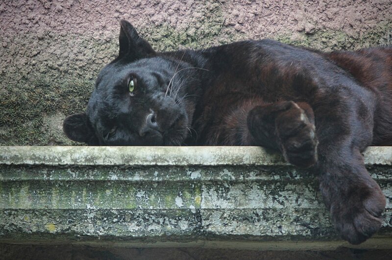 Black Panther Lying Down — Calm, Photograph