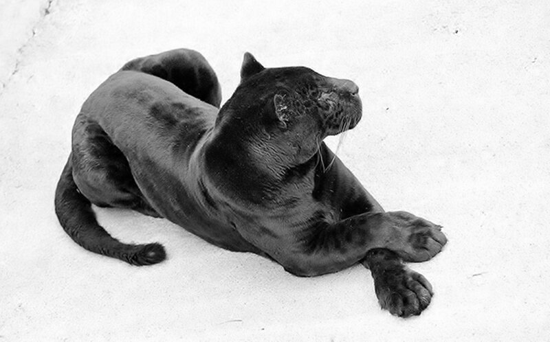 Black Panther Lying Down — Calm